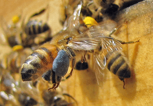 Propolisz és a méh