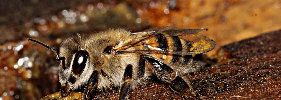 A propoliszt többnyire tinktúra formájában találhatjuk meg. A propolisz-tinktúra egy sötét színű, mézes-alkoholos illatú folyadék, melyet fogyaszthatunk vízzel, teával hígítva, vagy töményen, kockacukorra vagy mézre cseppentve.